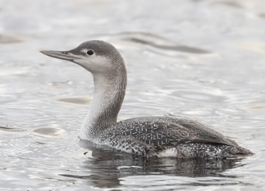 Red throated Diver Chelmarsh